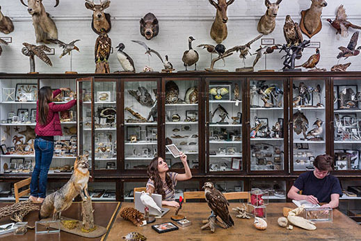 Students in a room of taxidermy. Links to Gifts of Cash, Checks, and Credit Cards
